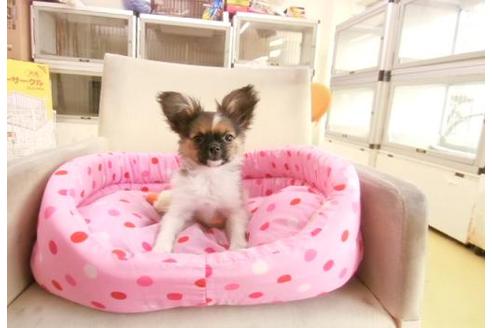 成約済の大阪府のミックス犬-7060の1枚目